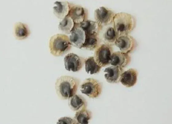 植物播种|蜀葵种子什么时候播种最好