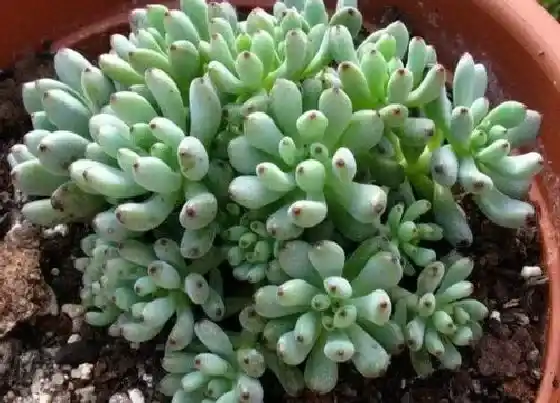 种植土壤|蓝豆多肉配土方法与种植土壤