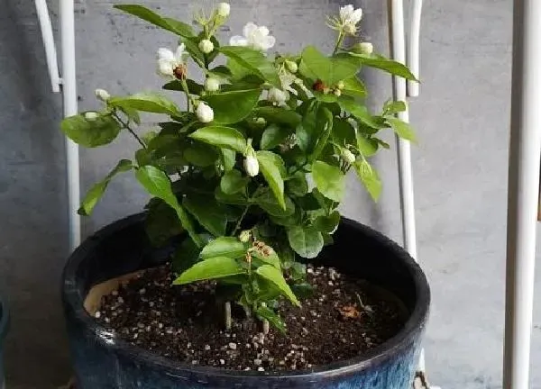 养殖方法|茉莉花期怎么养护管理