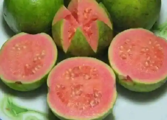 果实科普|芭乐一年四季都有吗 什么时候是吃芭乐的季节