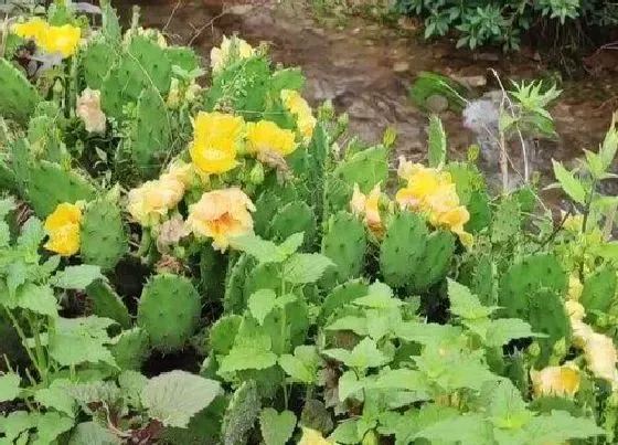 食用须知|仙人球花可以吃吗