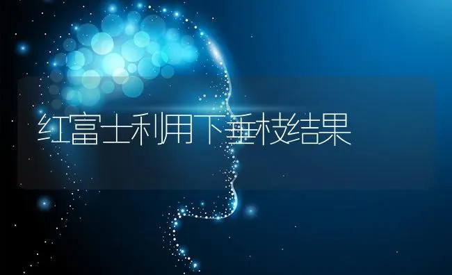 红富士利用下垂枝结果 | 瓜果种植