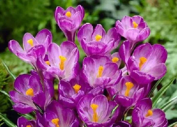 养殖科普|番红花开花后怎么处理