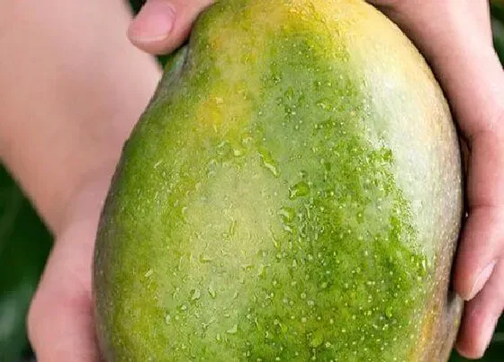 水果科普|青芒果硬硬的要多久才能吃 又硬又青的芒果什么时候可以吃