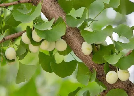 植物百科|白果树开花吗 开花什么样子