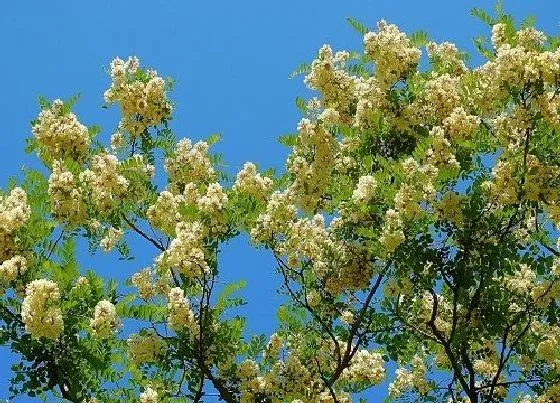 植物种类|相思树是什么树 长的什么样子