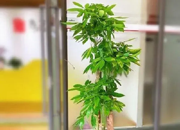 盆景|步步高盆栽怎么养殖