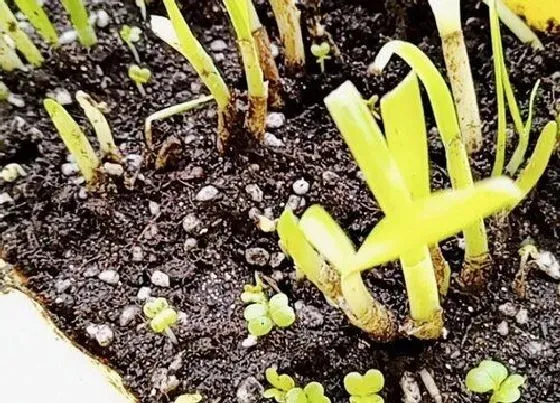 种植育种|小白菜种子怎么种植方法