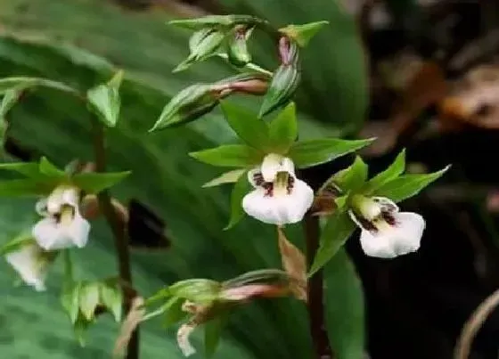 植物种类|国家保护植物兰花品种（我国野生兰花保护植物名录）