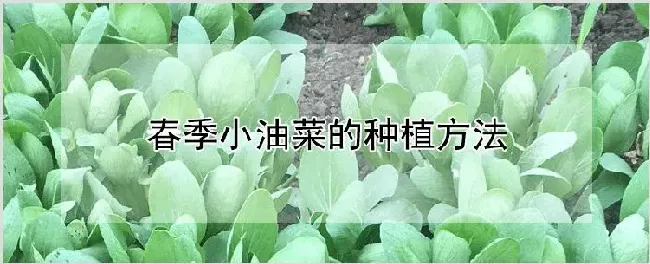 春季小油菜的种植方法 | 养殖技术