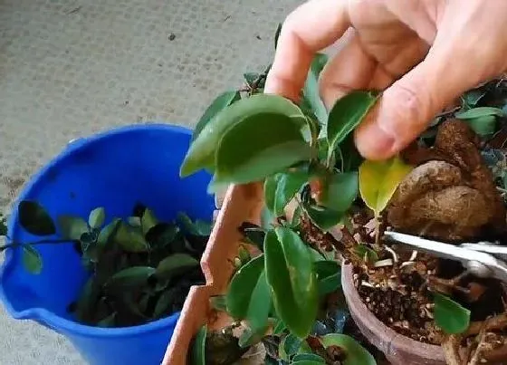 植物修剪|冬青盆景怎么修剪方法