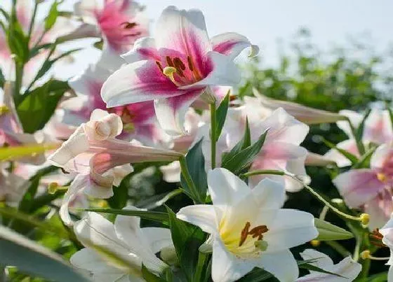 植物百科|百合是什么季节的菜