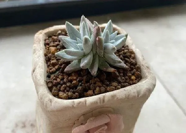 植物换土|多肉植物怎么换土换盆