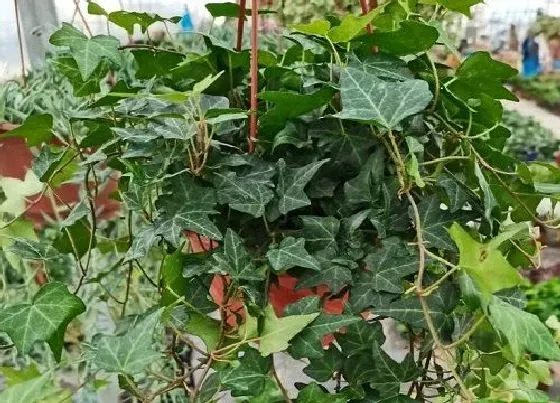 植物百科|常青藤开花吗 开的花长什么样子