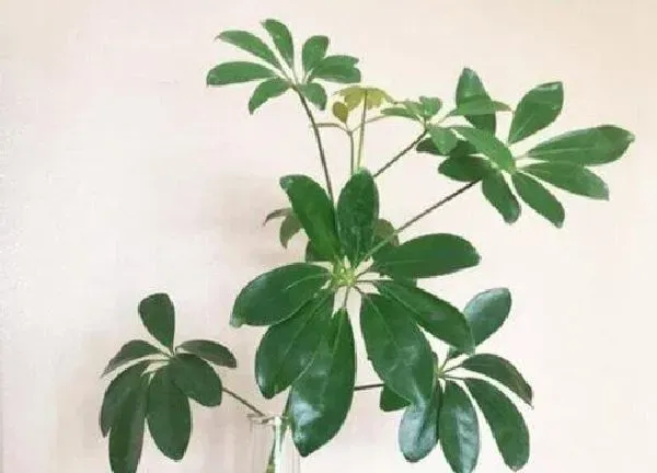 植物浇水|鹅掌多久浇一次水