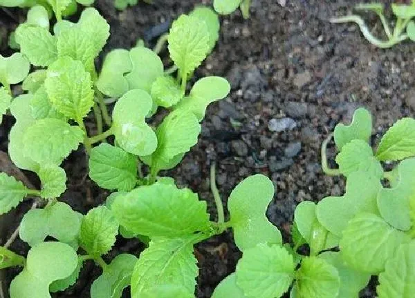 植物浇水|菜苗需要每天浇水吗