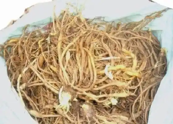 食用须知|黄花菜的根能吃吗