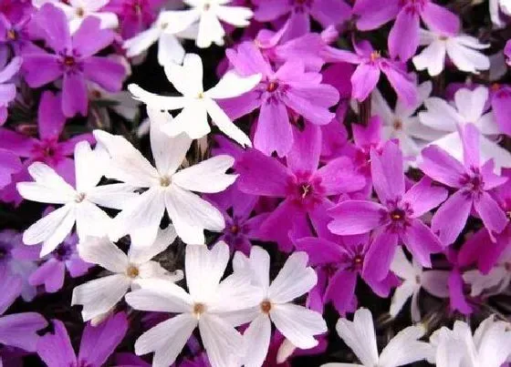 开花时间|芝樱花什么时候开花