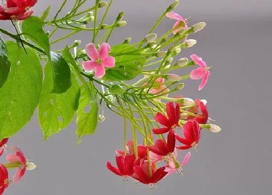 植物排行|长藤的植物有哪些
