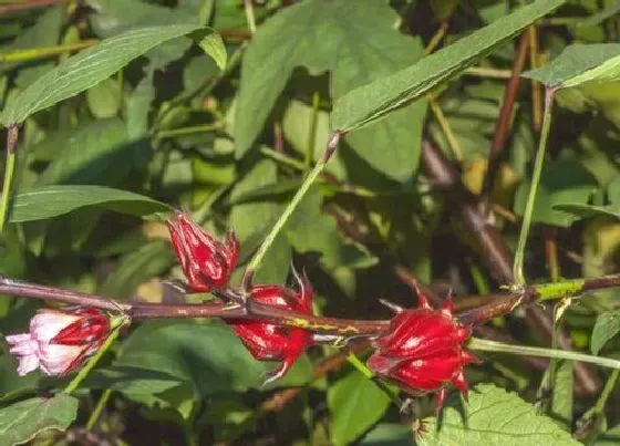 种植管理|玫瑰茄几月份种植合适