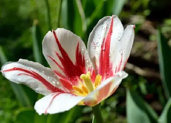 花期|郁金香花期多长时间