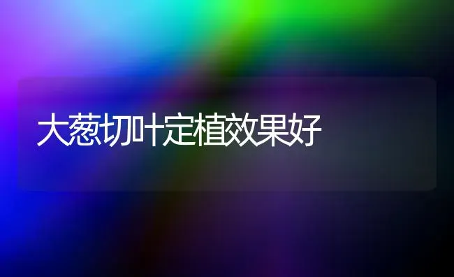 大葱切叶定植效果好 | 瓜果种植