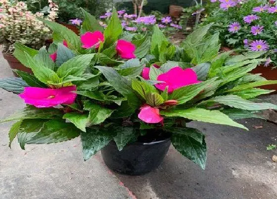 植物种类|凤仙花是一年生植物吗