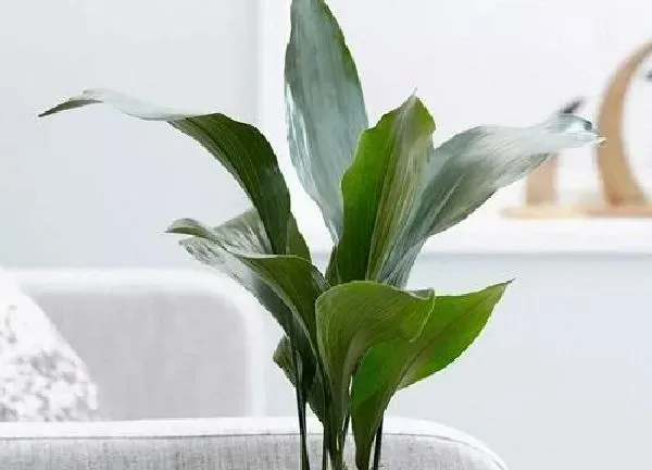 植物浇水|一叶兰多长时间浇一次水