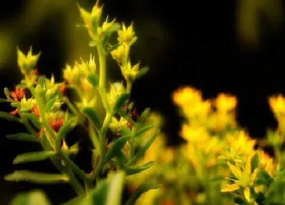 植物百科|佛甲草开花吗 开花长什么样子（图片）