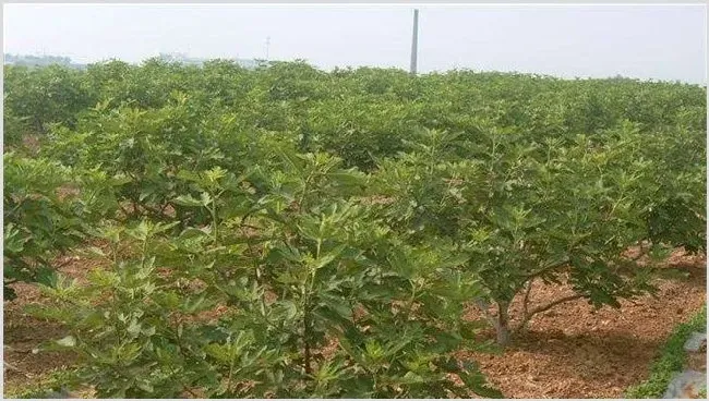 黄皮的田间管理技术 | 种植资料