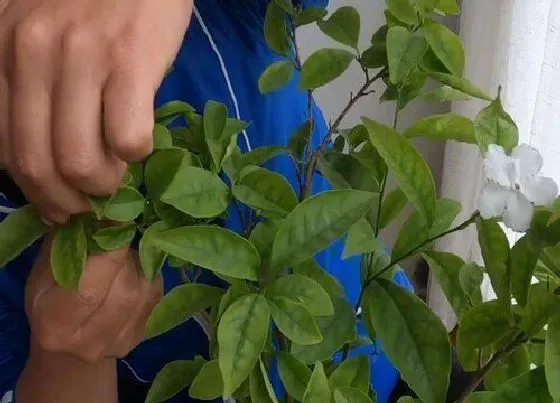 植物修剪|双色茉莉怎么修剪，修剪时间与方法）