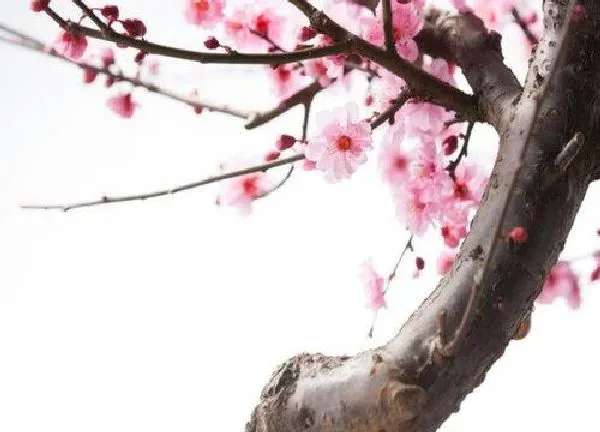 养殖方法|梅花怎么养才长得好