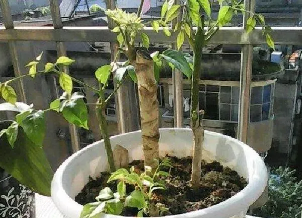 植物扦插|幸福树插枝能活吗