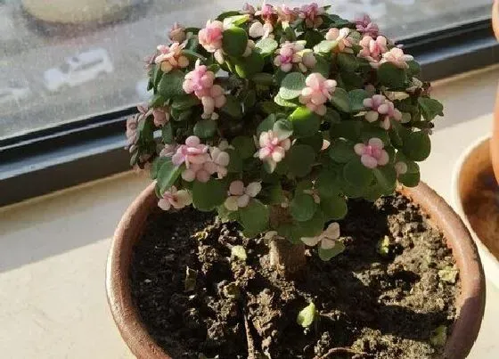 植物毒性|金枝玉叶有毒吗 可以放在室内养吗