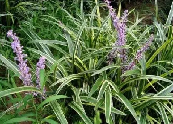 植物百科|观音草又叫什么名称