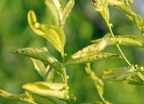 植物病害|李子黄叶病用什么药防治最好