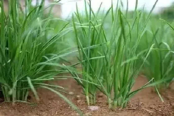 植物播种|韭菜种子怎么种植 种植时间与方法全过程