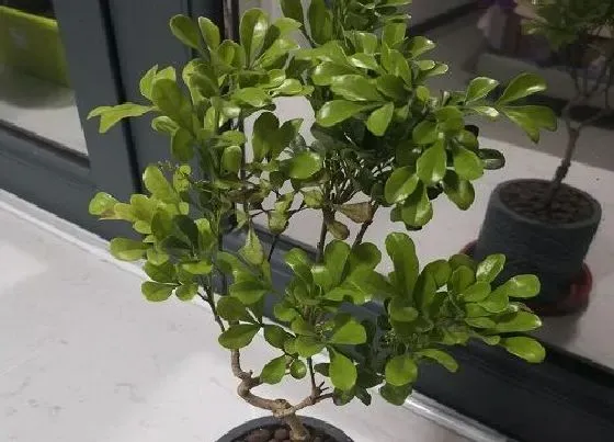 植物百科|五行属土的花卉有哪些