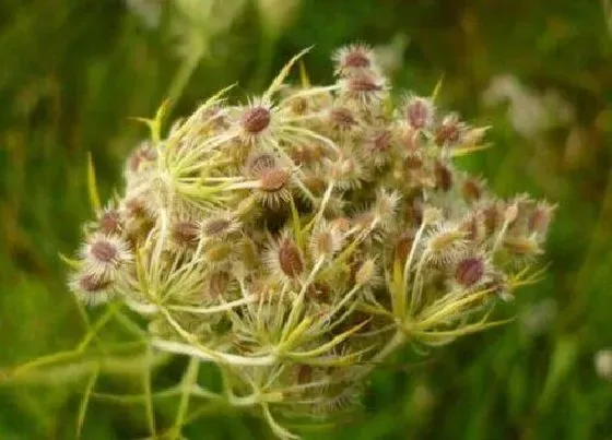 植物百科|胡萝卜有籽吗