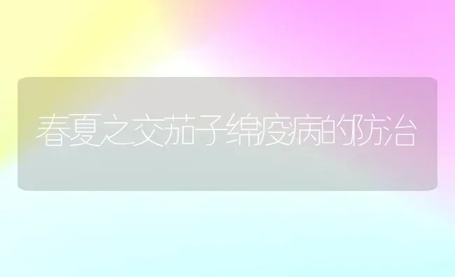 春夏之交茄子绵疫病的防治 | 蔬菜种植