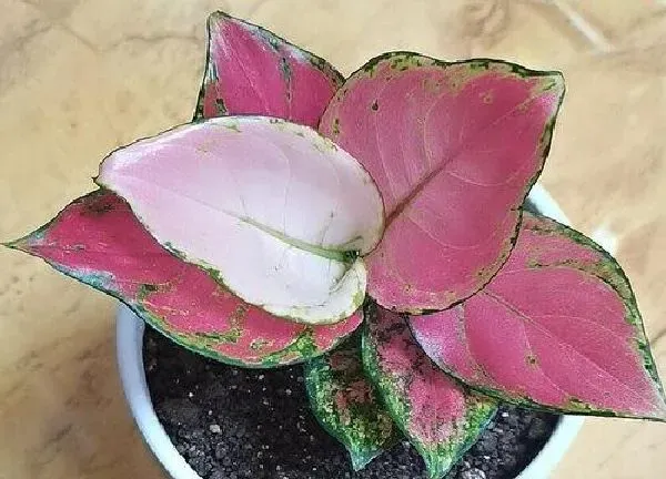 植物浇水|如意浇水要浇透吗 需要经常浇水吗