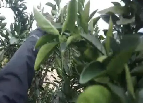 植物修剪|桔子树什么时候剪枝合适