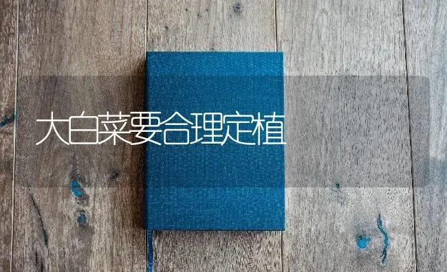 大白菜要合理定植 | 蔬菜种植