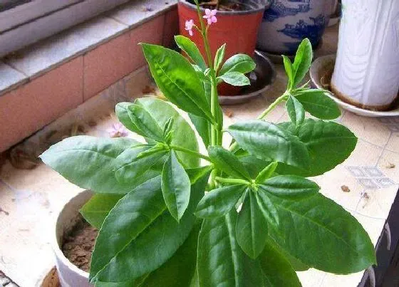 植物排行|马齿苋科植物有哪些