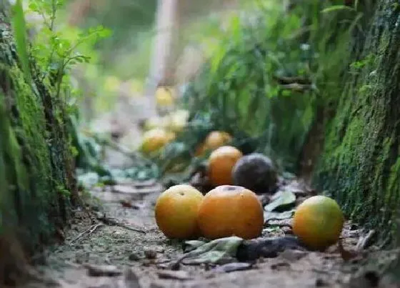 果实科普|贡柑上火还是降火（贡柑是指哪种水果，有什么功效与作用）