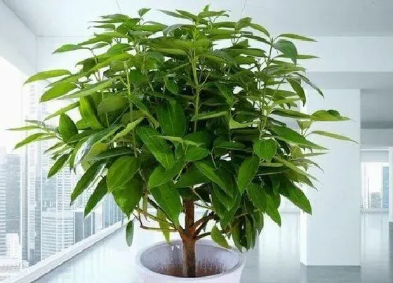 树之最|适合家里种的树有哪些