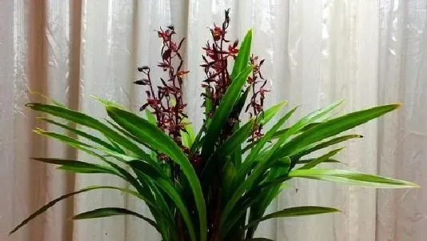 植物移栽|墨兰什么时候分盆最合适 容易成活