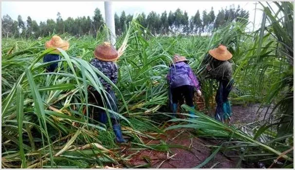 甘蔗赤腐病的发病条件及防治措施 | 农业技术