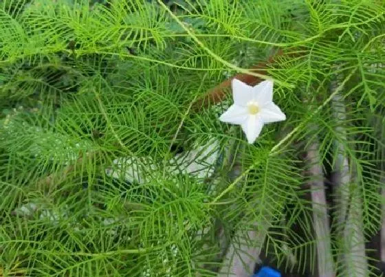 种植育种|茑萝花种子的种植方法