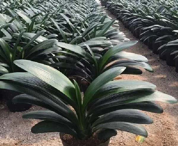 植物换土|君子兰换土时间和方法 换土后养护措施及注意事